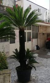 cycas revoluta 