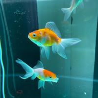 Acquario 280 litri + mobile