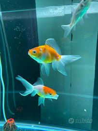 Acquario 280 litri + mobile