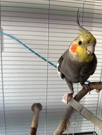 Calopsite allevato a mano