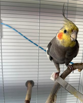 Calopsite allevato a mano