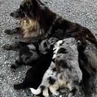 Cuccioli di Pastore del Lagorai