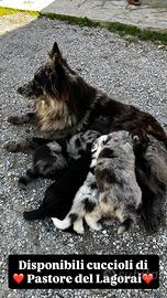 Cuccioli di Pastore del Lagorai