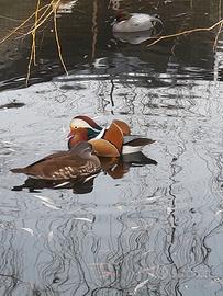 Anatre Mandarine femmine