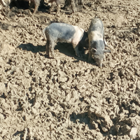 Maiali mix Rosa e cinta senese