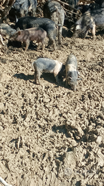 Maiali mix Rosa e cinta senese