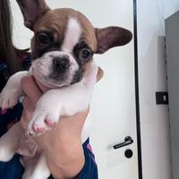 Disponibile cucciolo di bulldog francese