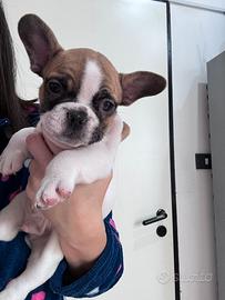 Disponibile cucciolo di bulldog francese