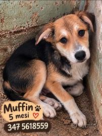 Muffin - Cucciolo di 5 mesi in canile