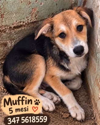 Muffin - Cucciolo di 5 mesi in canile