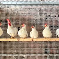 Trio galline Chabo