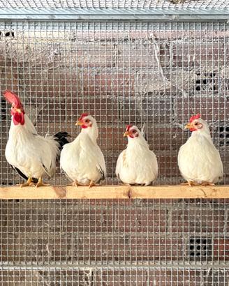 Trio galline Chabo