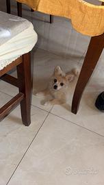 Spitz di Pomerania