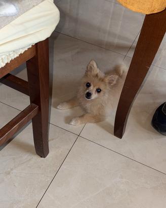 Spitz di Pomerania