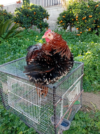Gallo cocincina nana