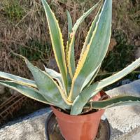 agave americana