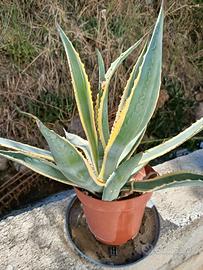agave americana