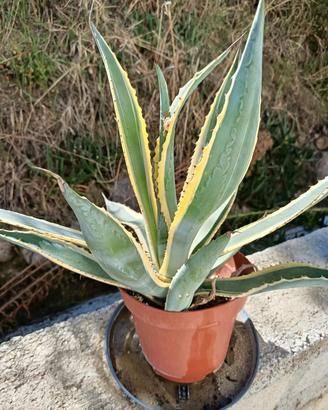 agave americana