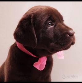 Labrador chocolate selezionati con pedigree enci