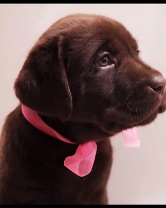 Labrador chocolate selezionati con pedigree enci