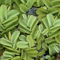 Piante galleggianti per laghetto e mini pond