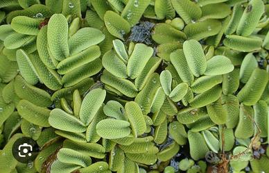 Piante galleggianti per laghetto e mini pond