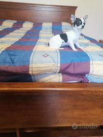 Chihuahua