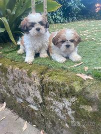 Maschietti di Shitzu