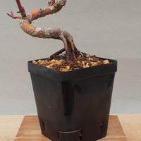 bonsai shohin di Acero palmato 2
