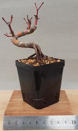 bonsai shohin di Acero palmato 2