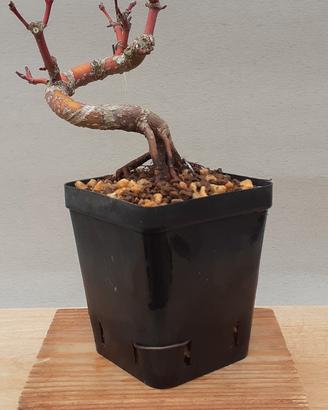 bonsai shohin di Acero palmato 2