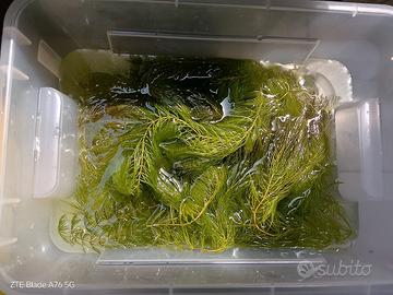ceratophyllum demersum 