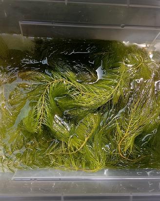 ceratophyllum demersum 