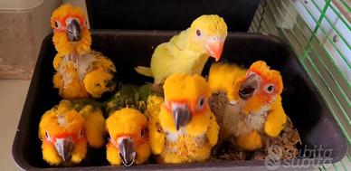 Pappagalli Conuro del Sole DA IMBECCO