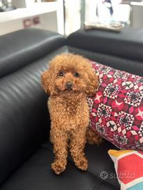 Leone lo stallone barboncino Toy 26cm fulvo