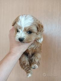 Maltipoo teacup linea asiatica