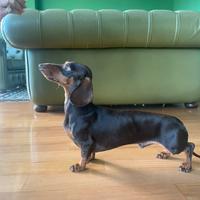 Disponibile per monte bassotto maschio con pedigre