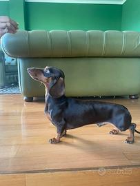 Disponibile per monte bassotto maschio con pedigre