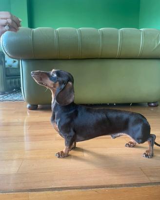 Disponibile per monte bassotto maschio con pedigre