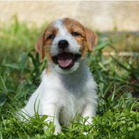 Jack Russell Terrier- Cuccioli Selezionati