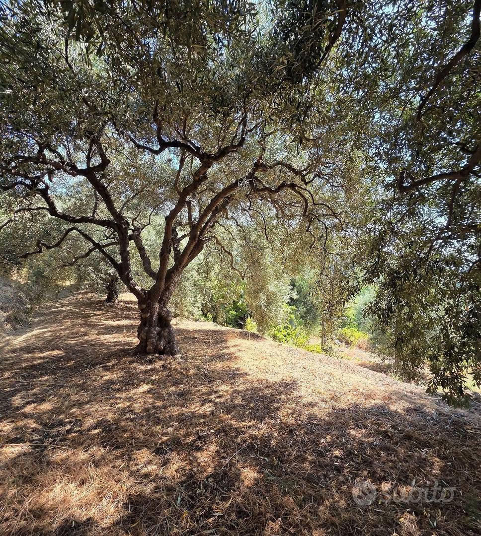 Terreno agricolo vigneto e uliveto a Calatabiano - Vista 3