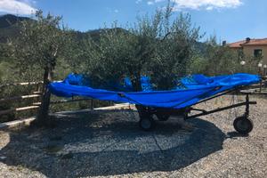 Olivspeed BOSCO 5,5 metri