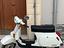 Immagine 1