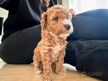 Dolcissimi Barboncini Nani ?