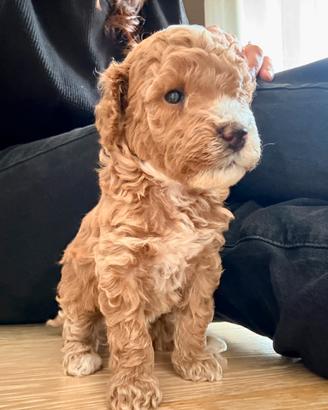 Dolcissimi Barboncini Nani ?