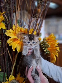 British Scottish cuccioli