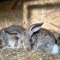 Conigli nostrani