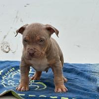 Cuccioli american bully XL