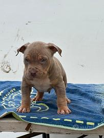Cuccioli american bully XL