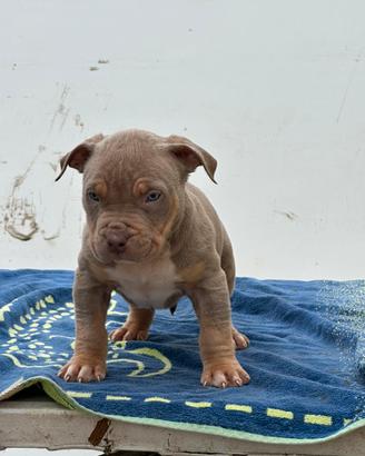 Cuccioli american bully XL
